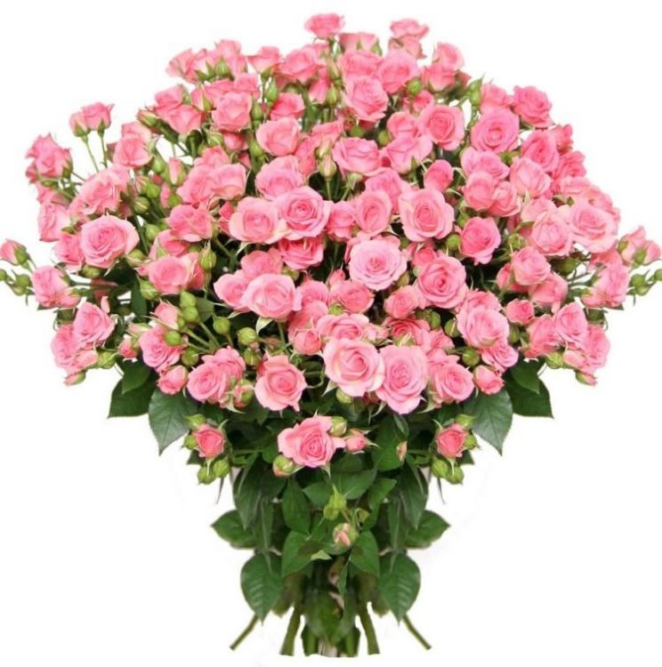 Кустовые розы от 2 700 руб.